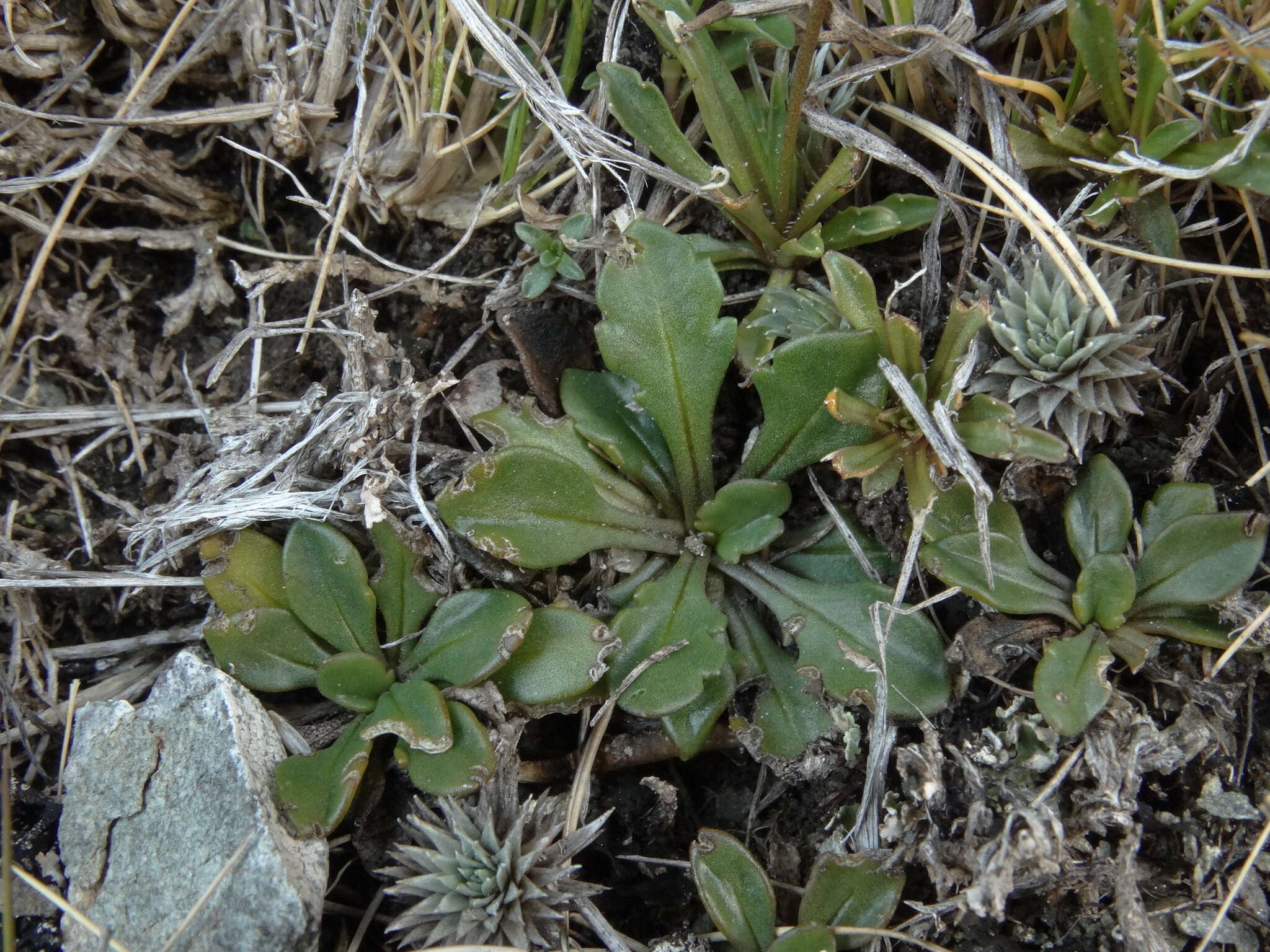 Image of Brachyscome longiscapa G. Simpson & J. S. Thomson