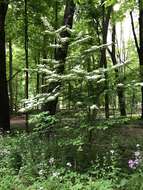 Image of Viburnum plicatum var. formosanum Y. C. Liu & C. H. Ou