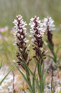 Image of Disa alticola H. P. Linder