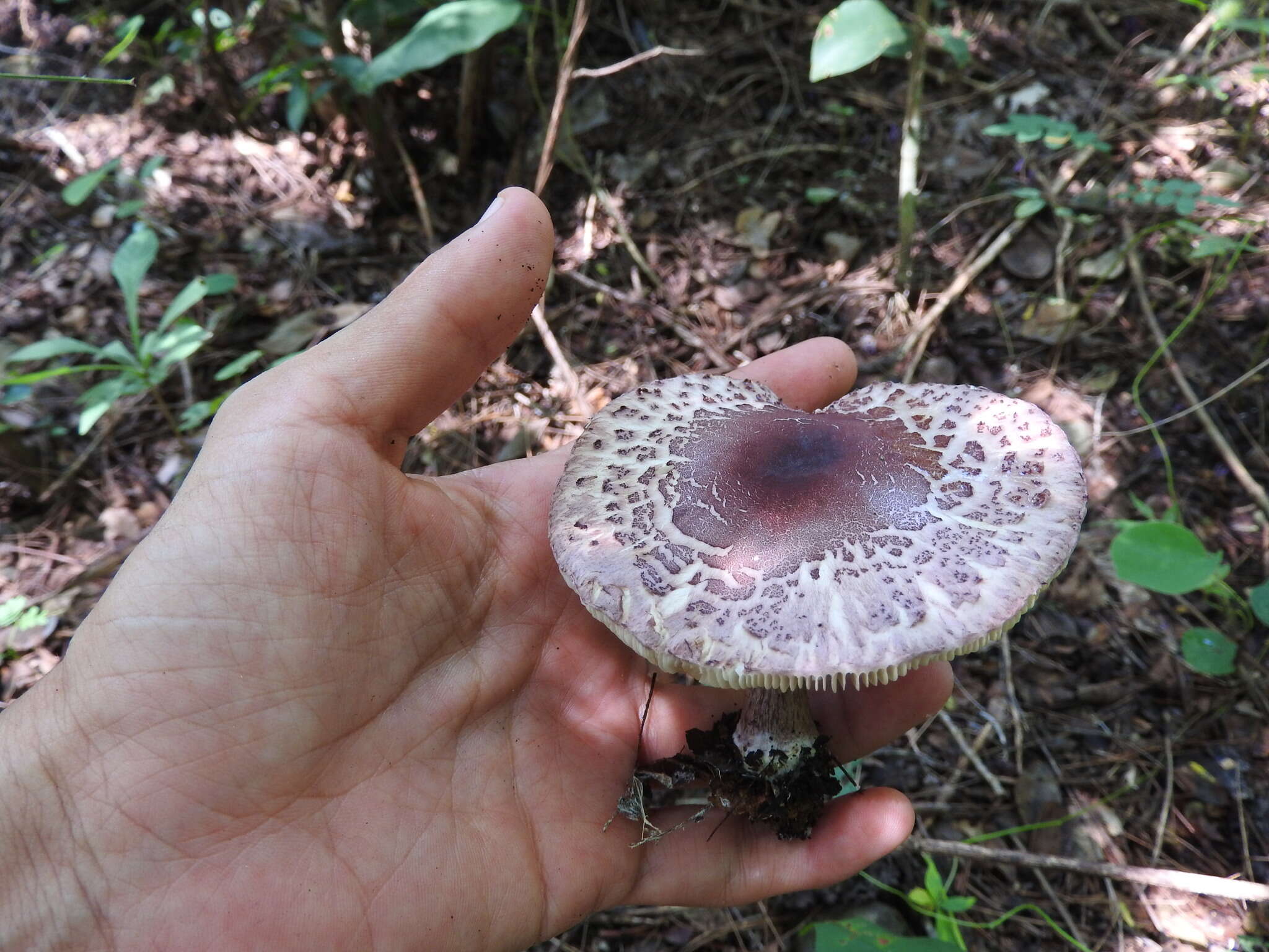 Image of Lepiota decorata Zeller 1929