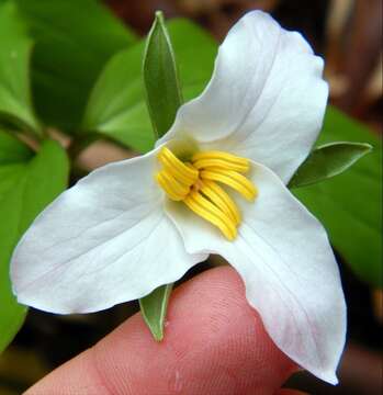 صورة Trillium catesbaei Elliott