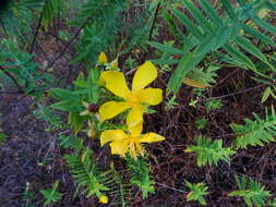 Image of Hypericum mysorense Heyne