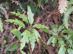 Image of Heptapleurum heptaphyllum