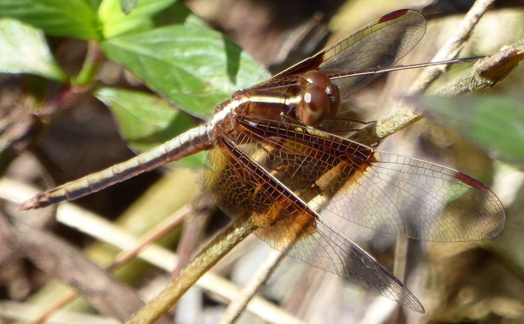 Image of Pied Paddy Skimmer