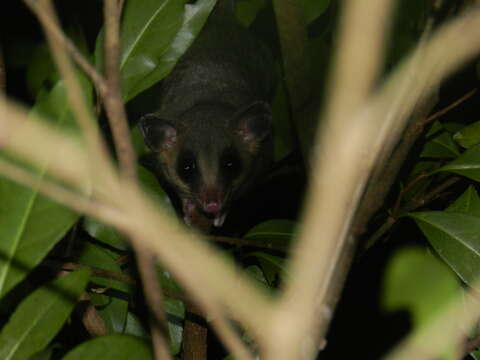 Image of Tate's Woolly Mouse Opossum