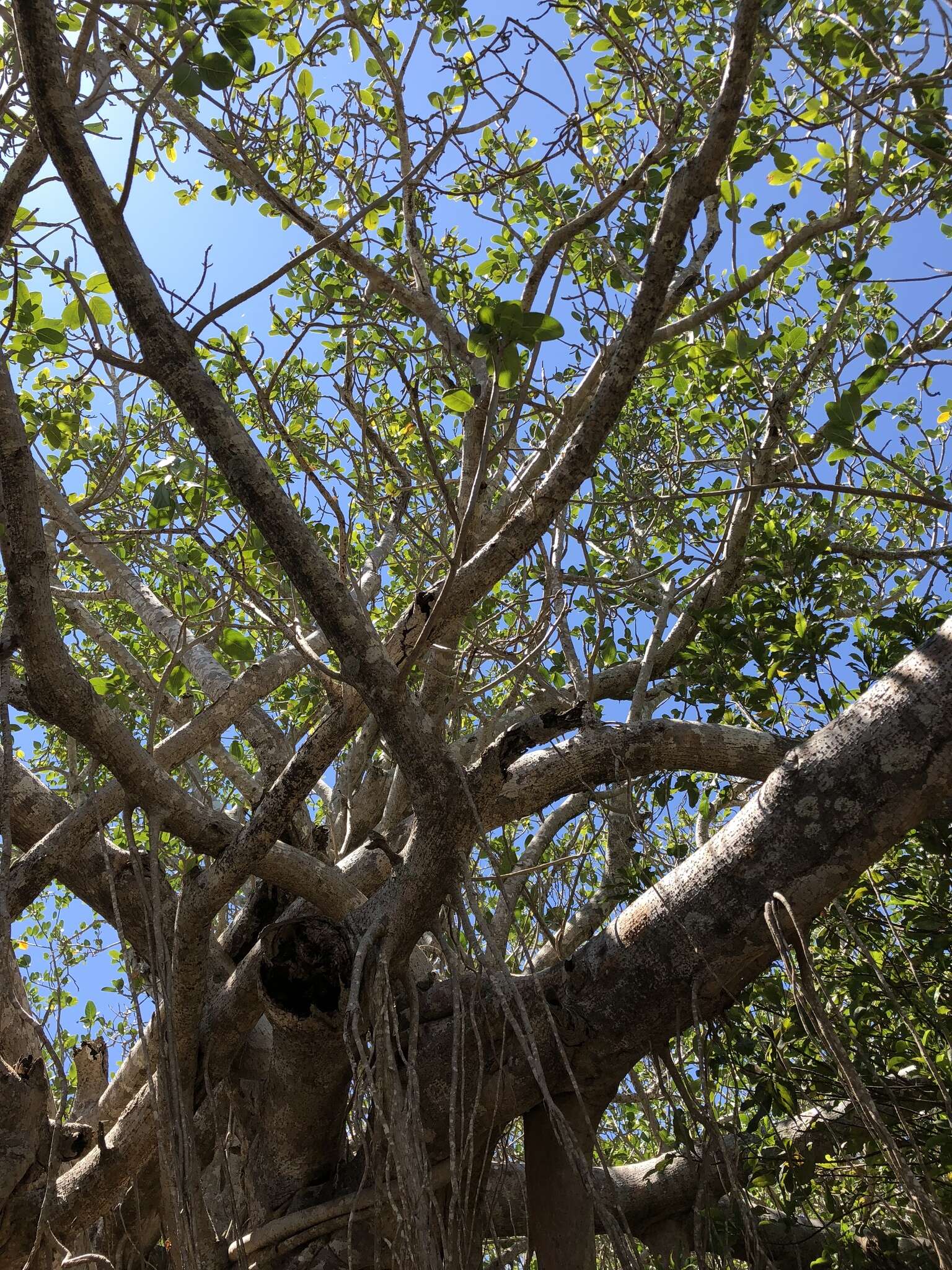 Image de Ficus cotinifolia Kunth