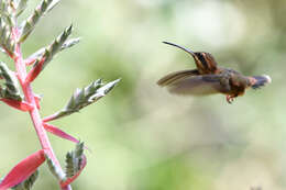 Image of Stripe-throated Hermit