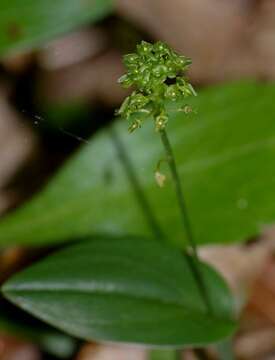 Image of Bayard's adder's-mouth orchid