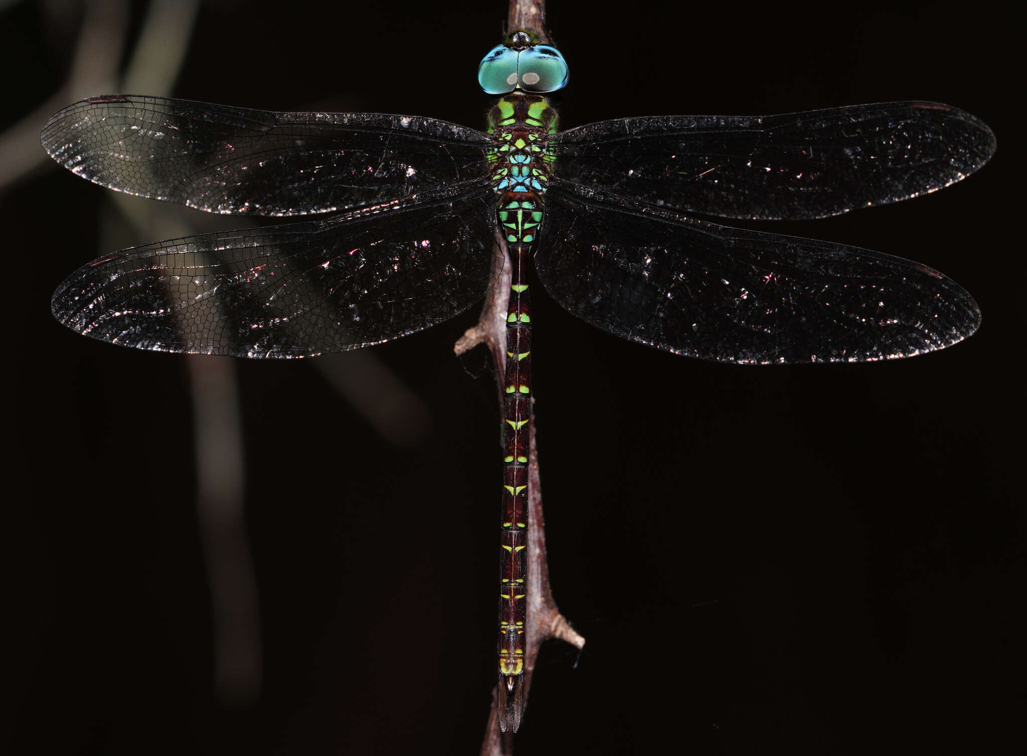 Image of Triacanthagyna caribbea Williamson 1923