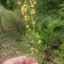 Image of Verbascum ustulatum Celak.