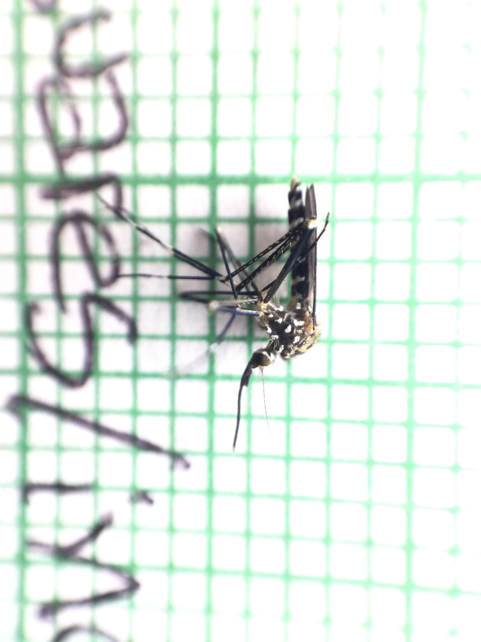 Image of Aedes japonicus (Theobald 1901)