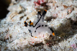 Image of Orange tip black line grey slug