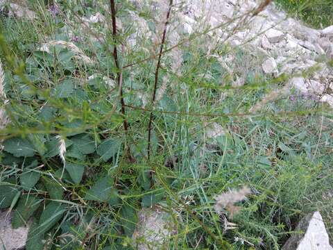 Image of redstem wormwood