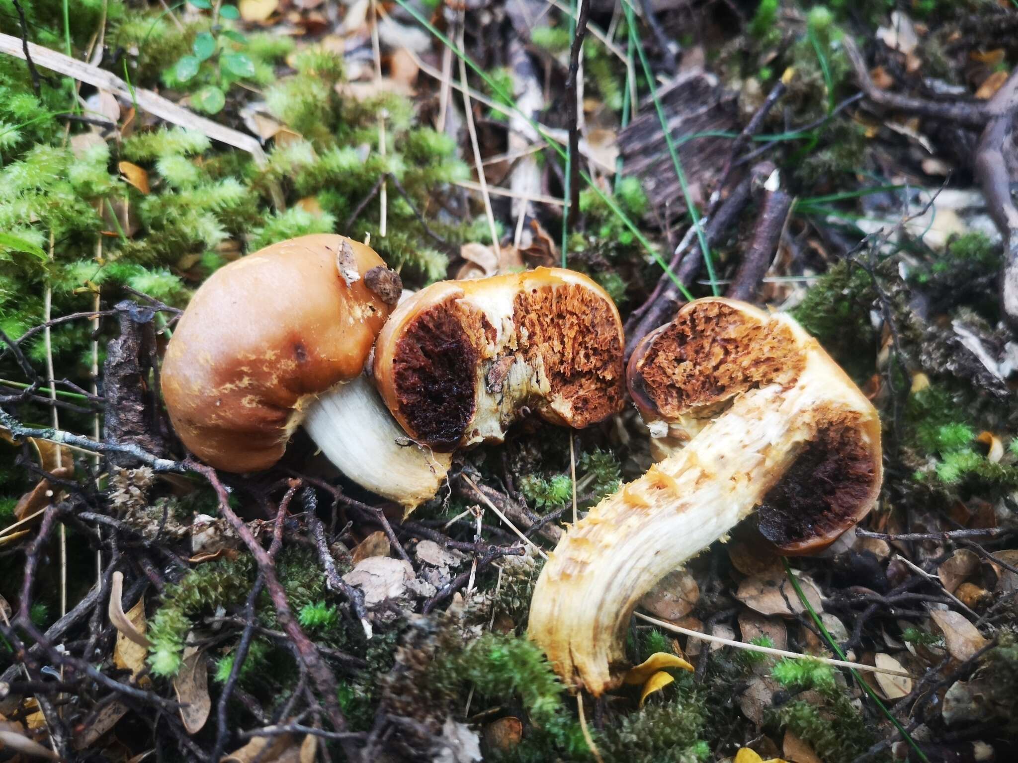 Image of Cortinarius epiphaeus (E. Horak) Peintner & M. M. Moser 2002