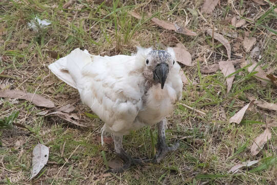 Image of Beak and feather disease virus