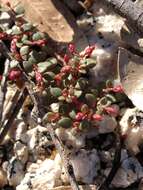 Image of Portulaca bicolor F. Müll.