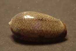 Image of Olive rounded olive