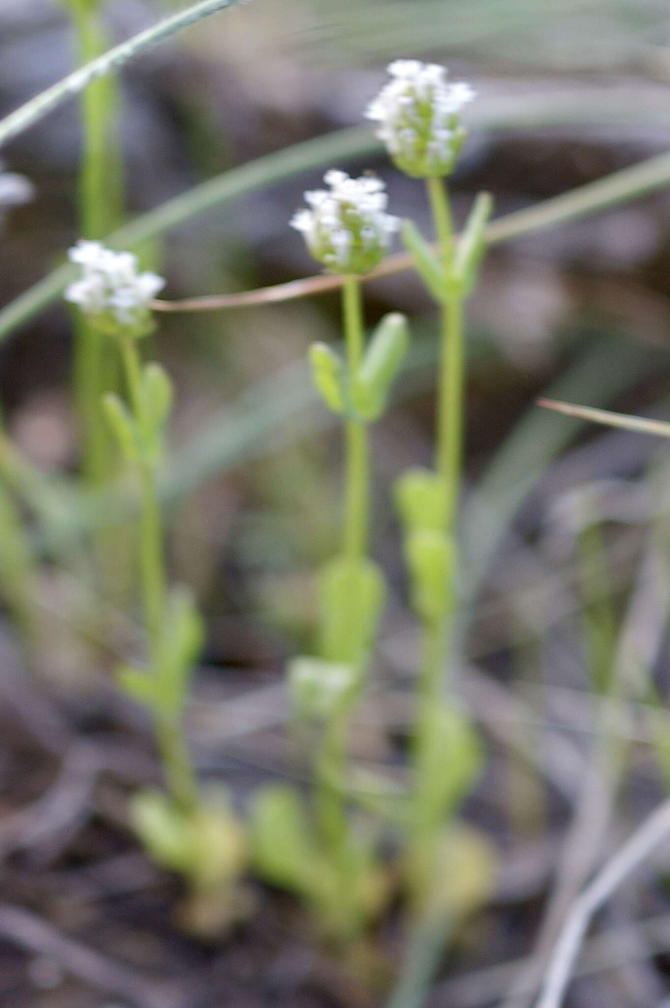 Image of <i>Plectritis macrocera</i>