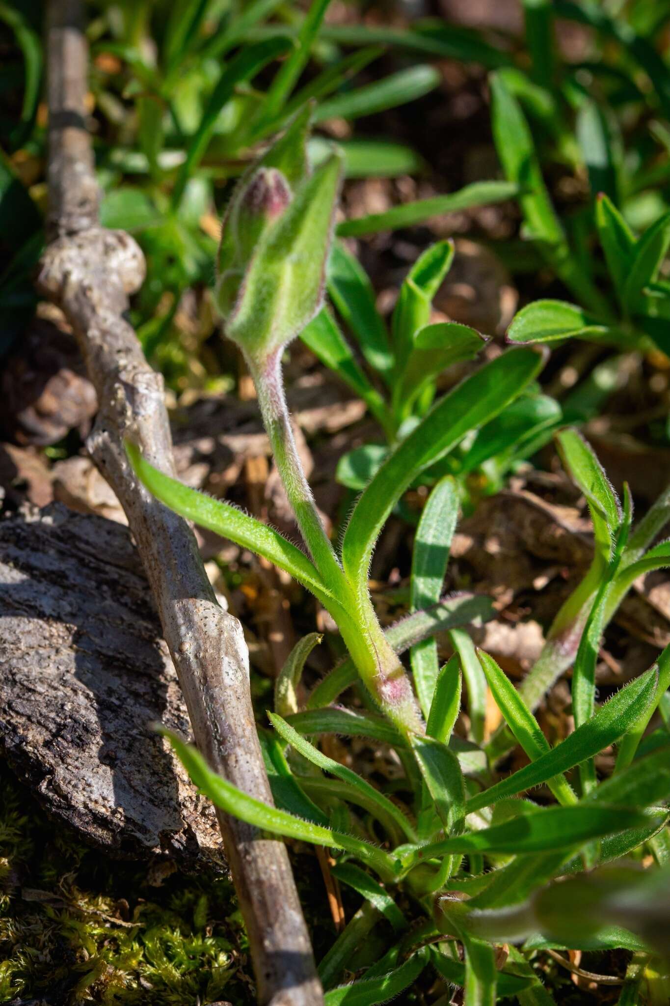 Слика од Silene caroliniana subsp. wherryi (Small) R. T. Clausen