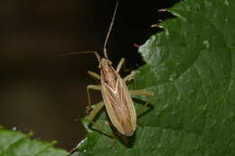 Image of Stenodema holsata (Fabricius 1787)