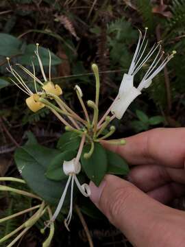 Imagem de Lonicera macrantha (D. Don) Spreng.