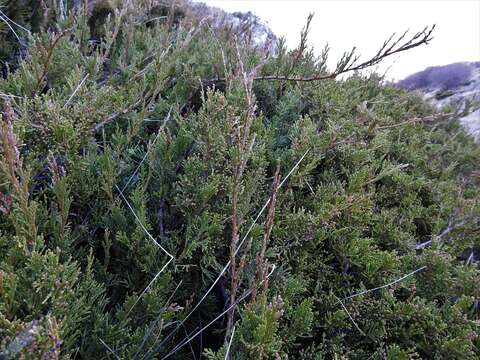 Image of Juniperus sabina var. balkanensis