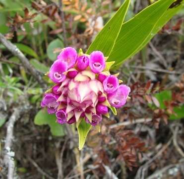 Image of Elleanthus sphaerocephalus Schltr.