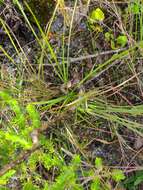 Image of Manatee Beak Sedge