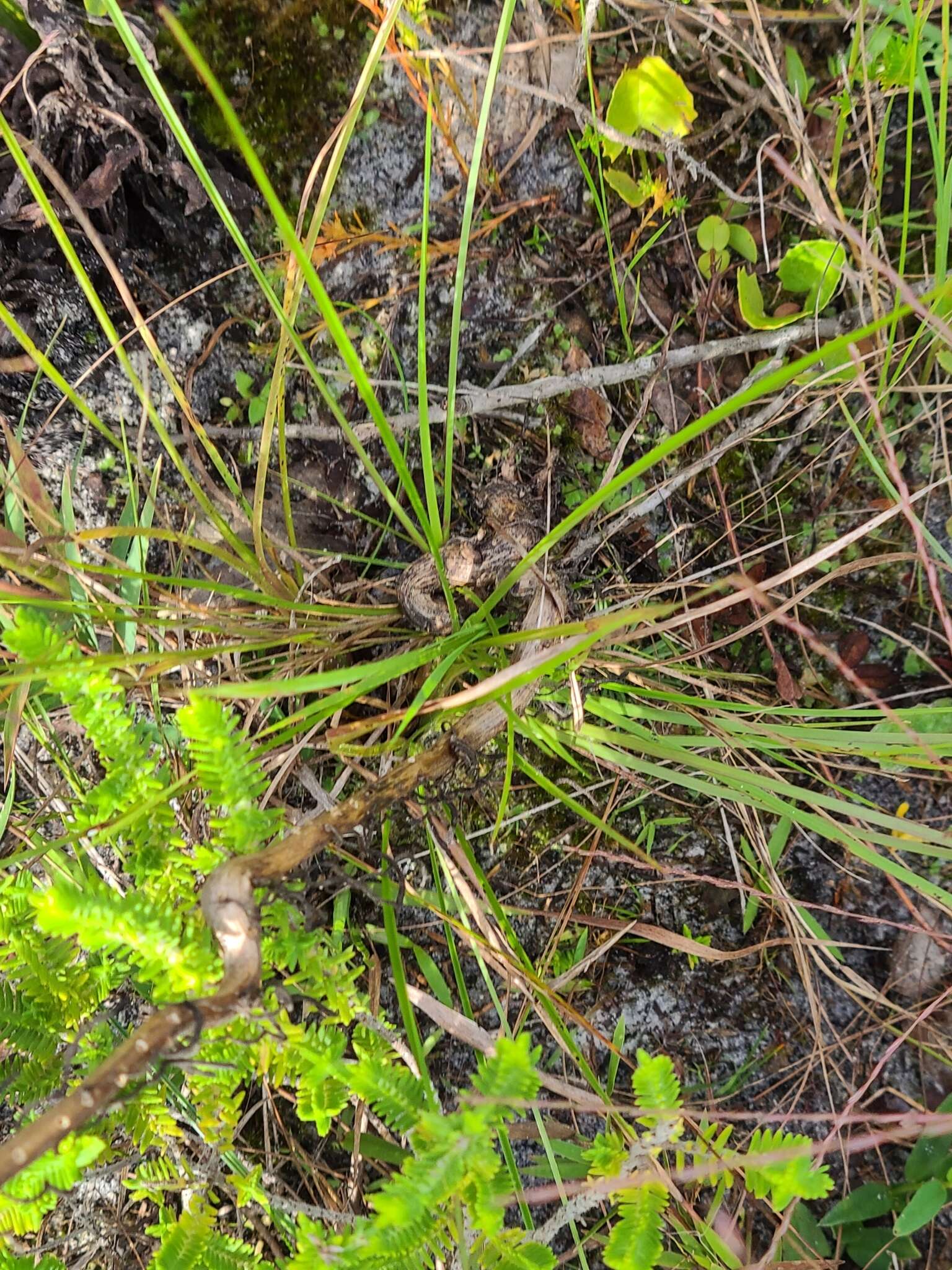 Image of Manatee Beak Sedge