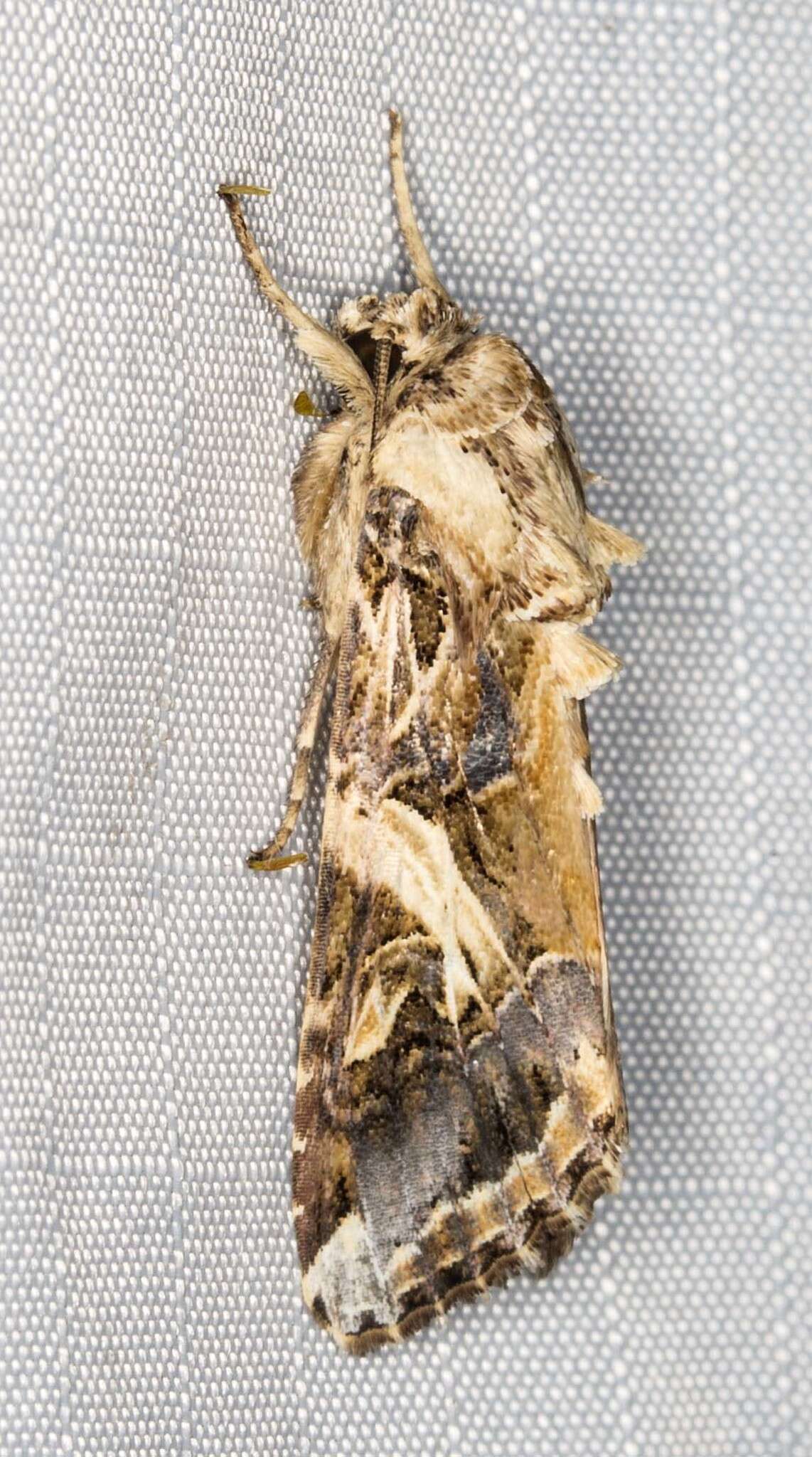 Sivun Spodoptera litura Fabricius 1775 kuva