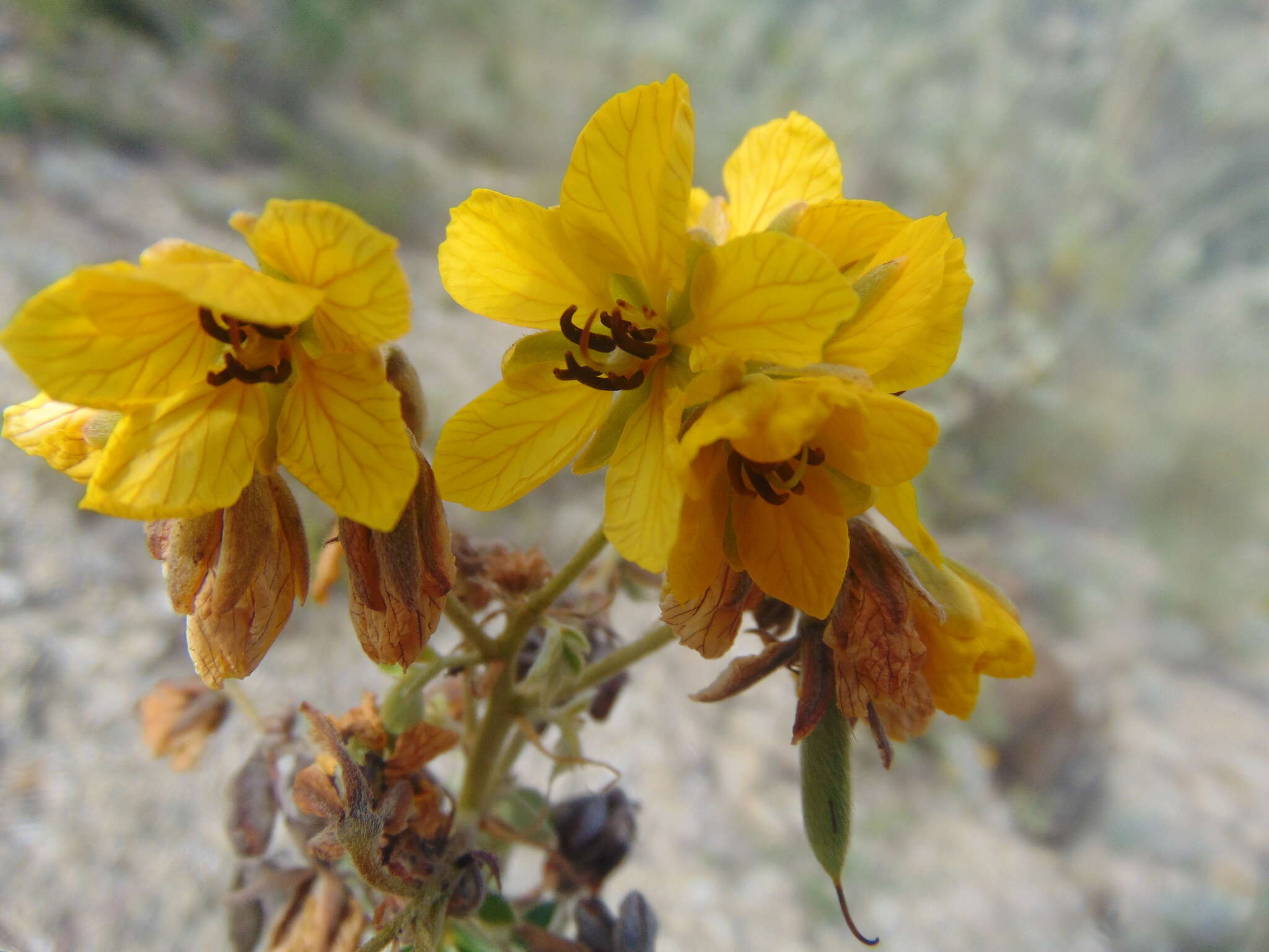 Image de Senna apiculata (M. Martens & Galeotti) H. S. Irwin & Barneb