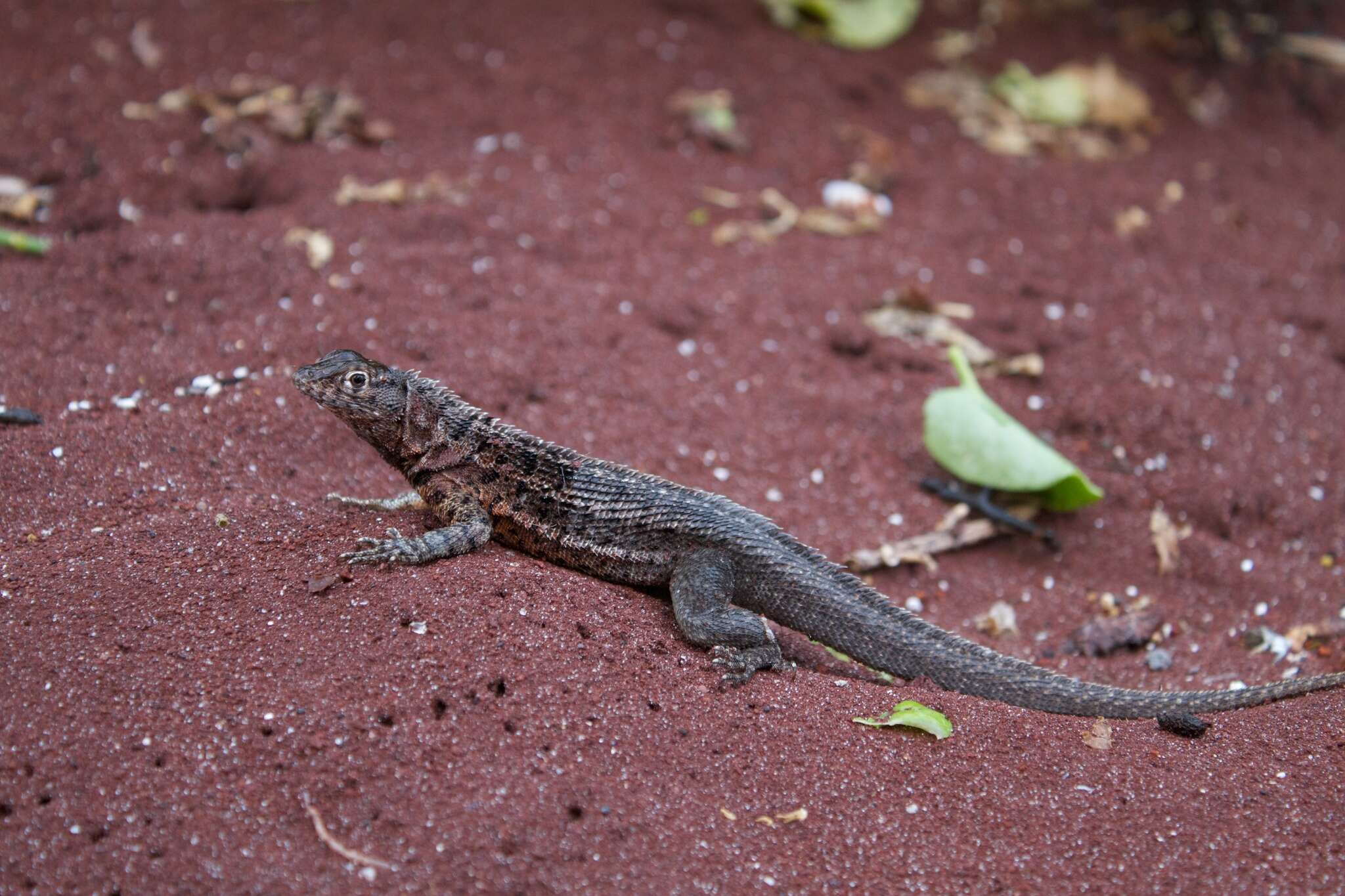 Plancia ëd Microlophus jacobii (Baur 1892)