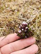 Image de Gentianella antarctica (Kirk) T. N. Ho & S. W. Liu