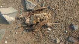 Image of Socotra Cormorant