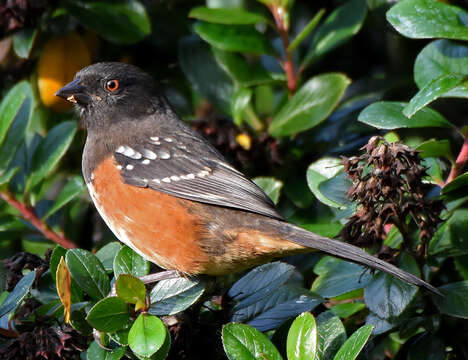 Pipilo maculatus oregonus Bell 1849 resmi