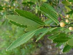 Image of Elaeodendron schinoides Spreng.