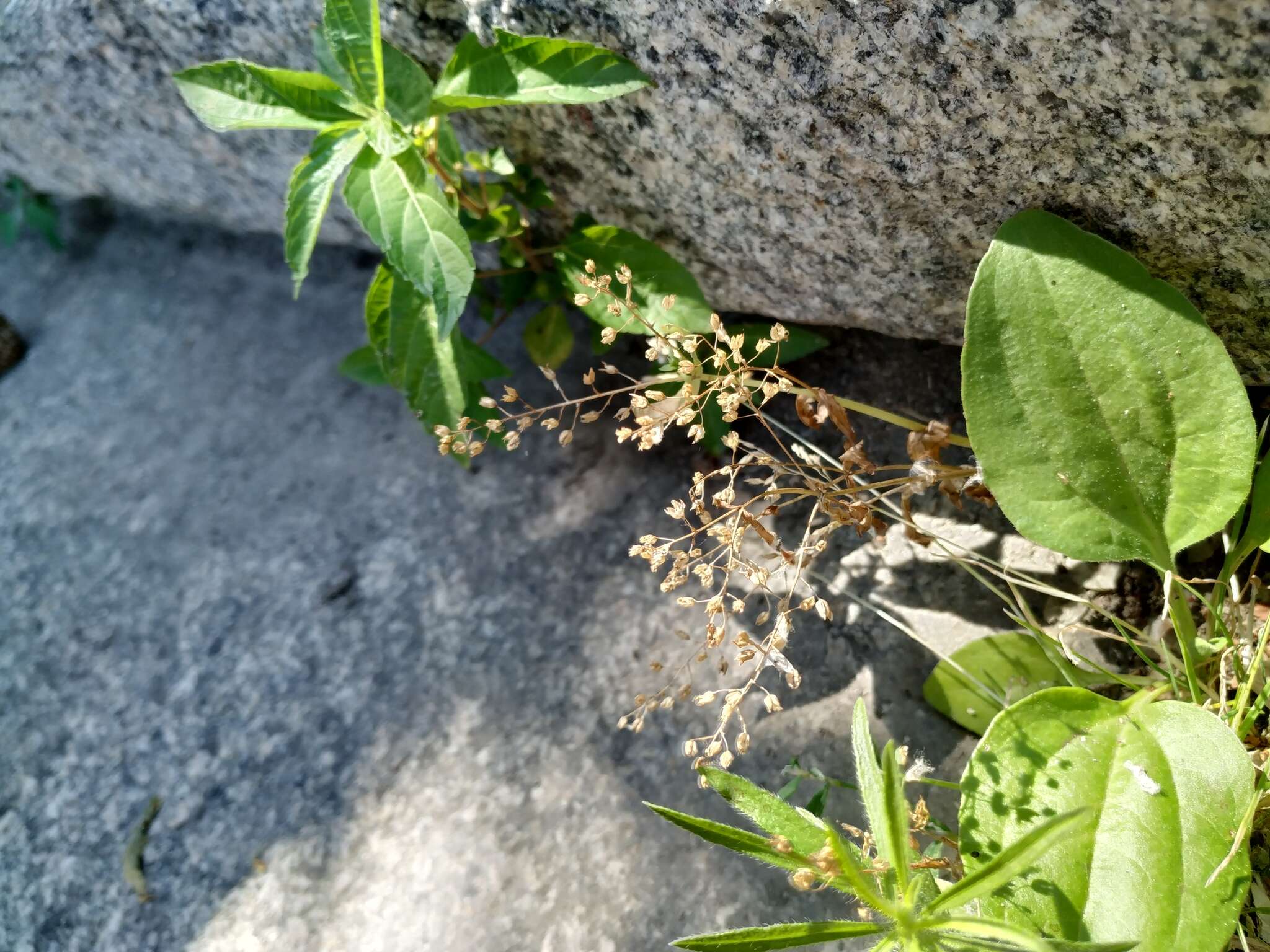 Image of Veronica anagalloides Guss.