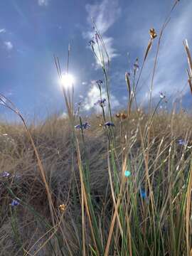 Image of Funeral Mountain blue-eyed grass