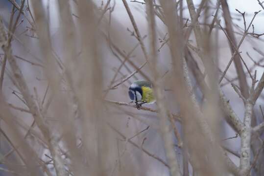 Image of Eurasian Blue Tit