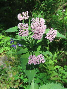 Image of Valeriana pyrenaica L.