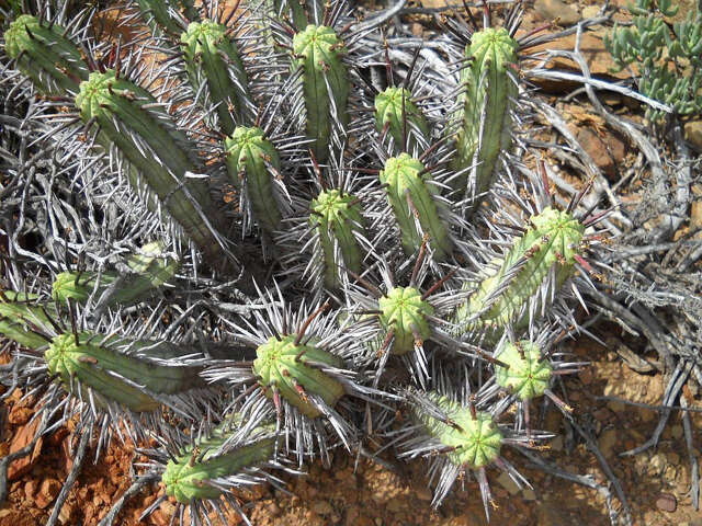 Image of Euphorbia heptagona L.