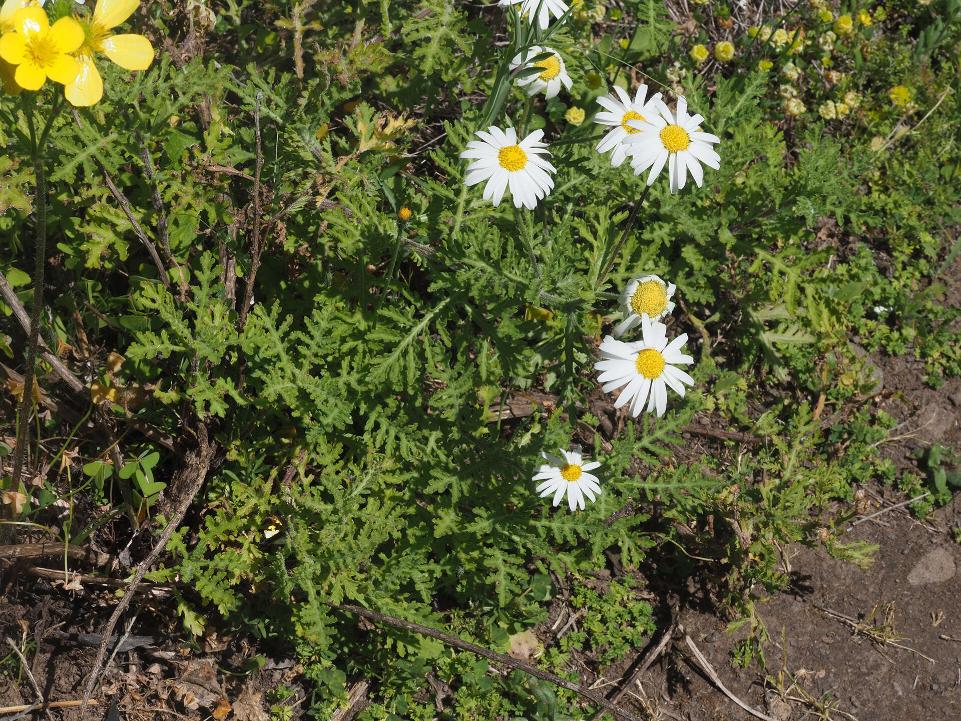 صورة Argyranthemum adauctum subsp. jacobiifolium