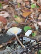 Image de Lentinus brumalis (Pers.) Zmitr. 2010