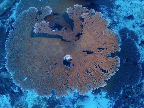 Image of Table coral