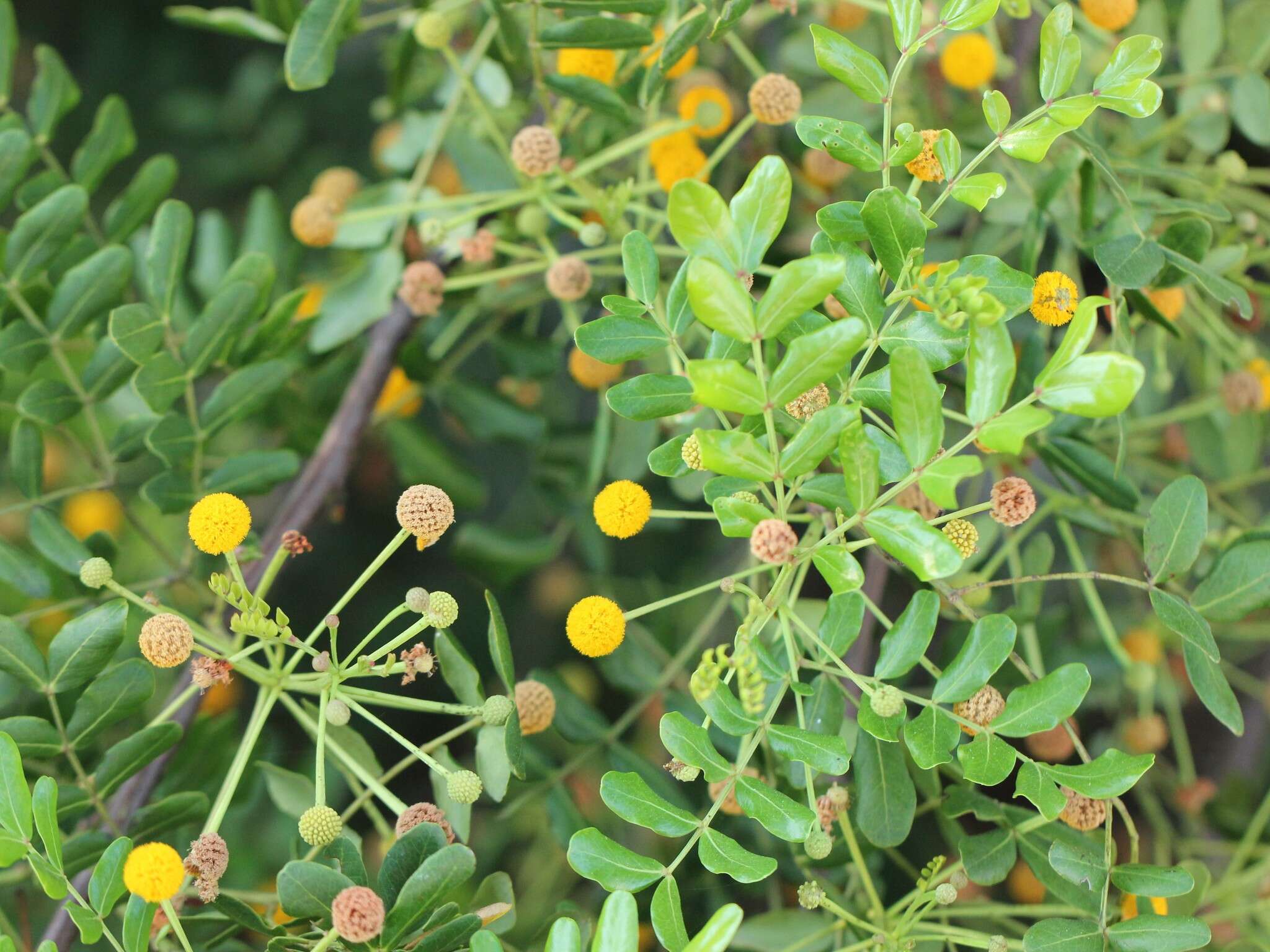 Слика од Vachellia choriophylla (Benth.) Seigler & Ebinger