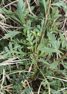 Image of mountain pepperweed