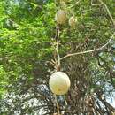 Imagem de Cucurbita lundelliana L. H. Bailey