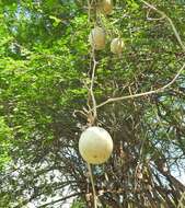 Imagem de Cucurbita lundelliana L. H. Bailey