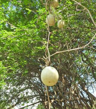 صورة Cucurbita lundelliana L. H. Bailey