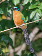 Image of Trinidad Motmot